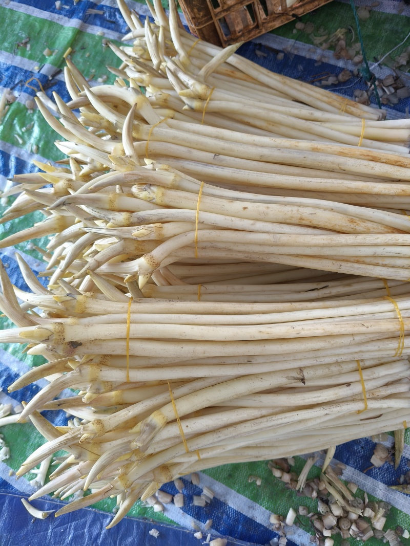 精品藕带