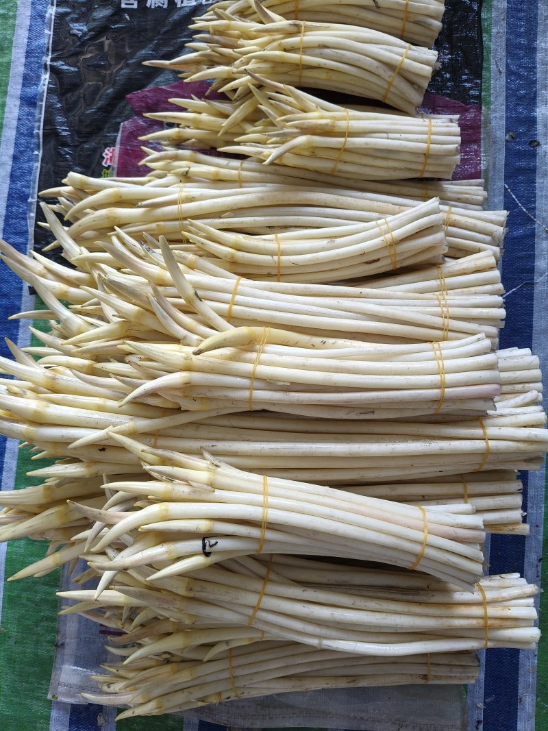 精品藕带