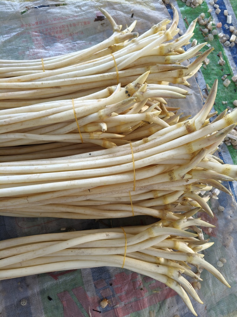 精品藕带