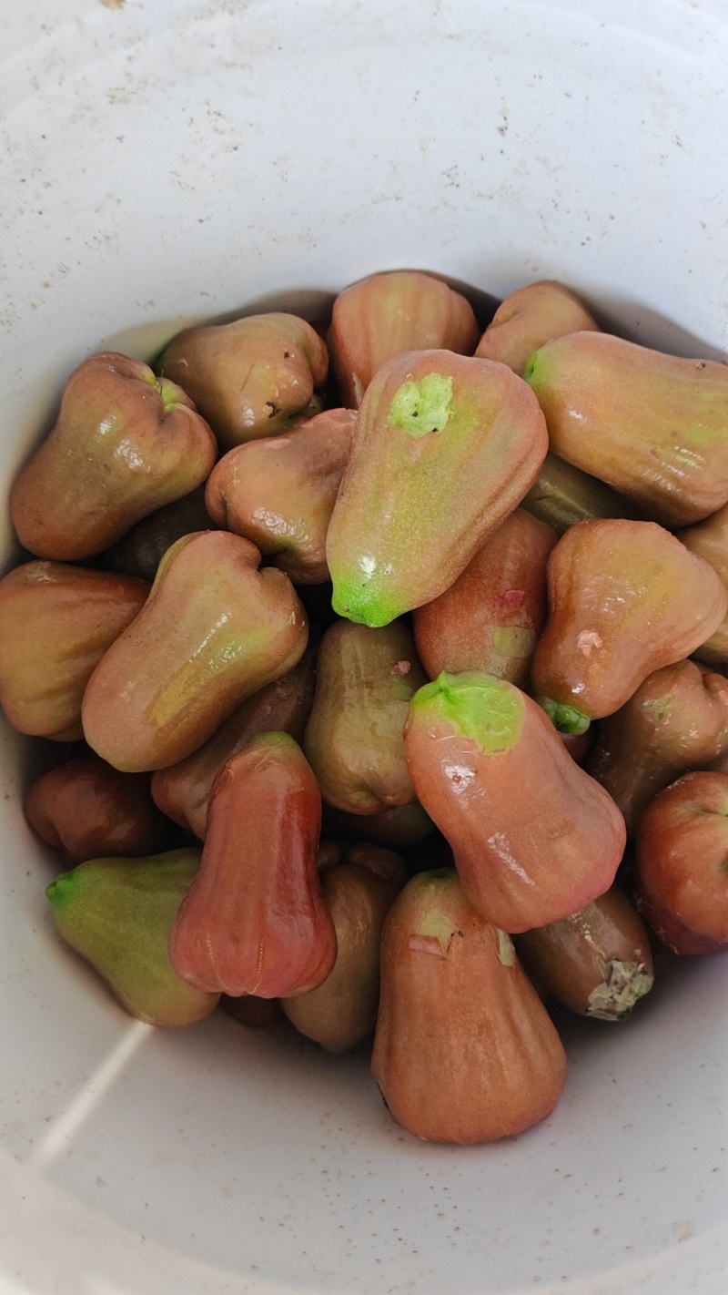 海南黑金刚莲雾