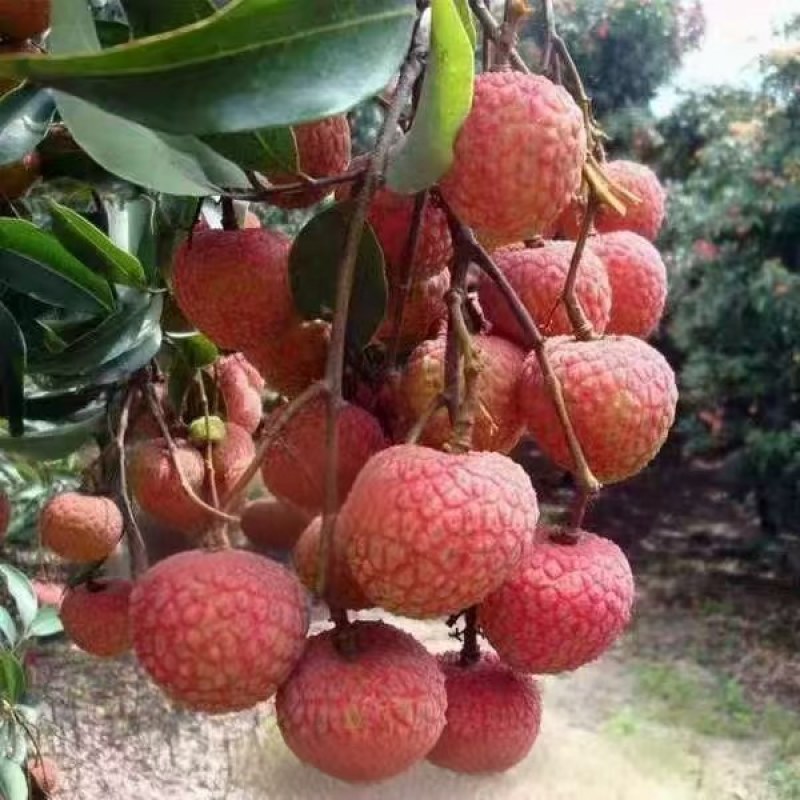 自家果园，正宗岭南荔枝准备大量出售