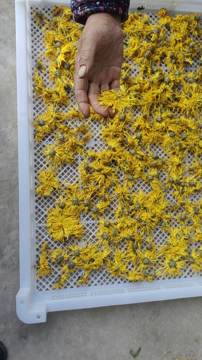 广元市昭化区王家镇文星村金丝皇菊