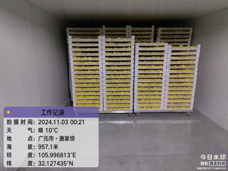 广元市昭化区王家镇文星村金丝皇菊