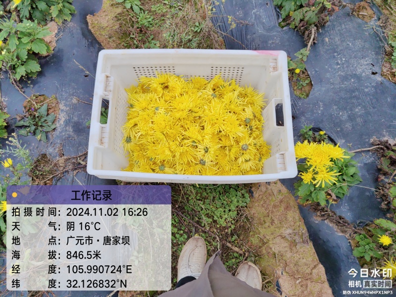 广元市昭化区王家镇文星村金丝皇菊