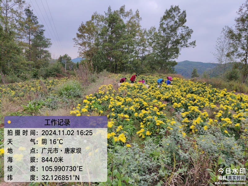 广元市昭化区王家镇文星村金丝皇菊