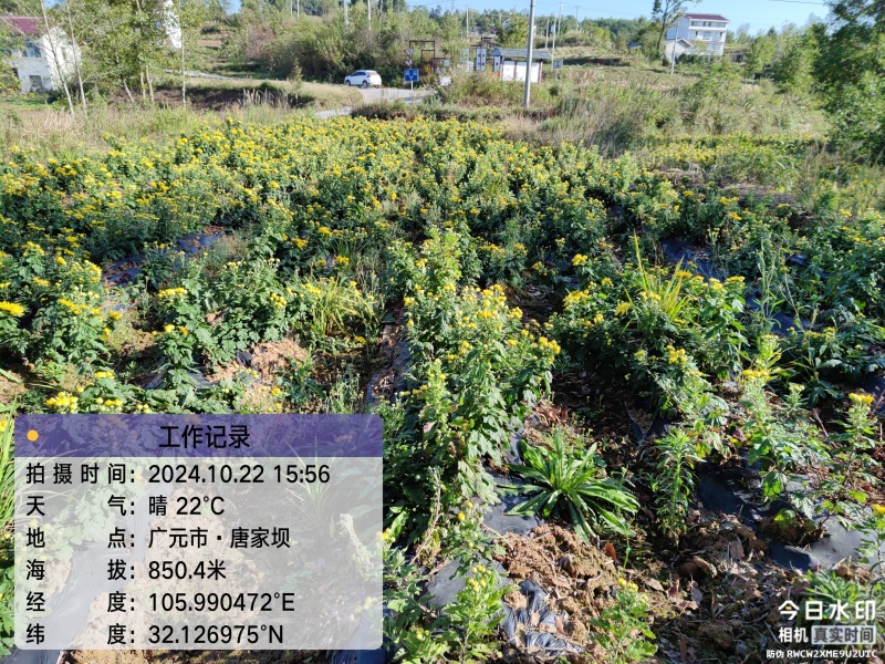 广元市昭化区王家镇文星村金丝皇菊
