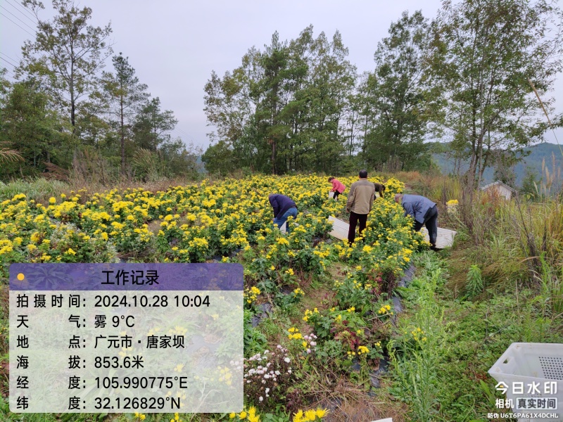 广元市昭化区王家镇文星村金丝皇菊