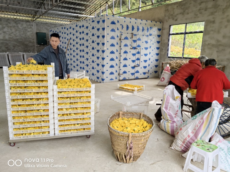 广元市昭化区王家镇文星村金丝皇菊
