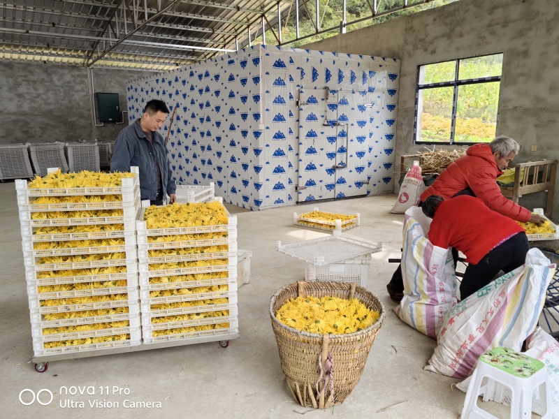 广元市昭化区王家镇文星村金丝皇菊