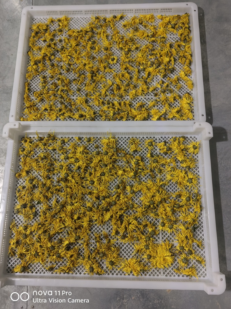 广元市昭化区王家镇文星村金丝皇菊