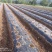 广元市昭化区王家镇文星村金丝皇菊