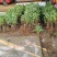 广元市昭化区王家镇文星村金丝皇菊