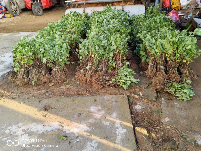 广元市昭化区王家镇文星村金丝皇菊