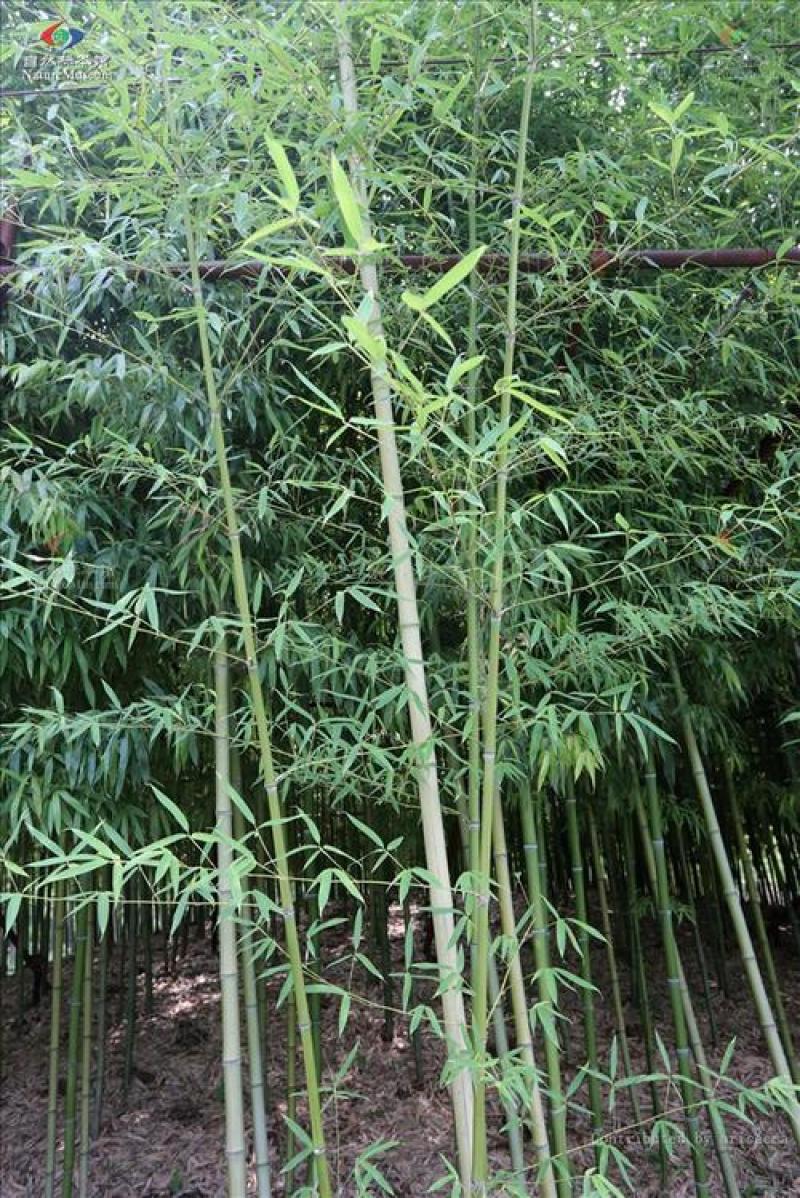 红竹苗红哺鸡竹苗