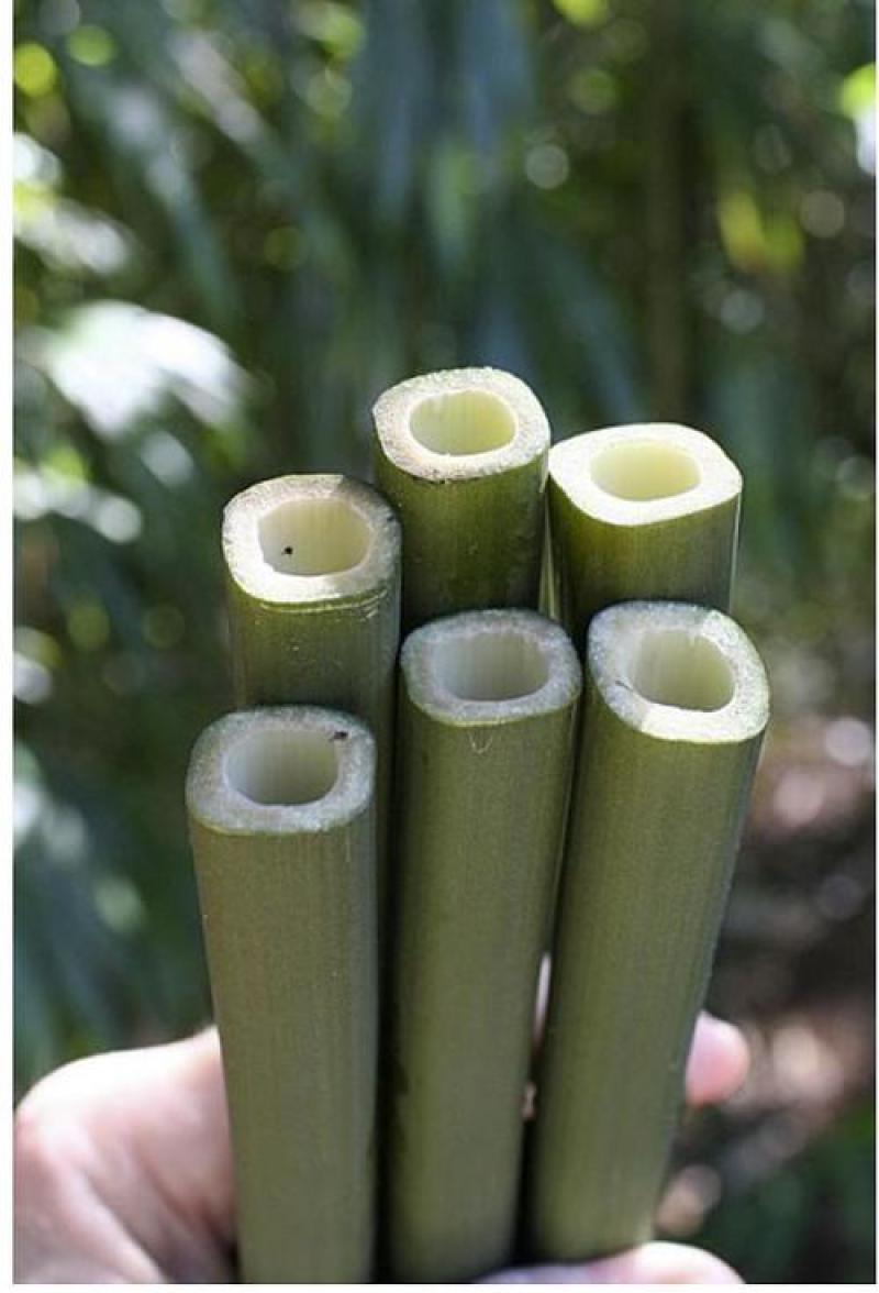 方竹苗10万株
