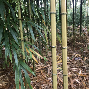 方竹苗10万株
