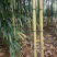 方竹苗10万株