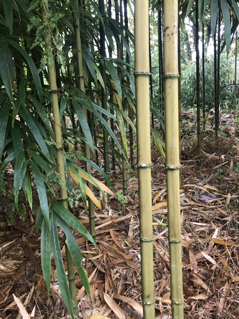 方竹苗10万株