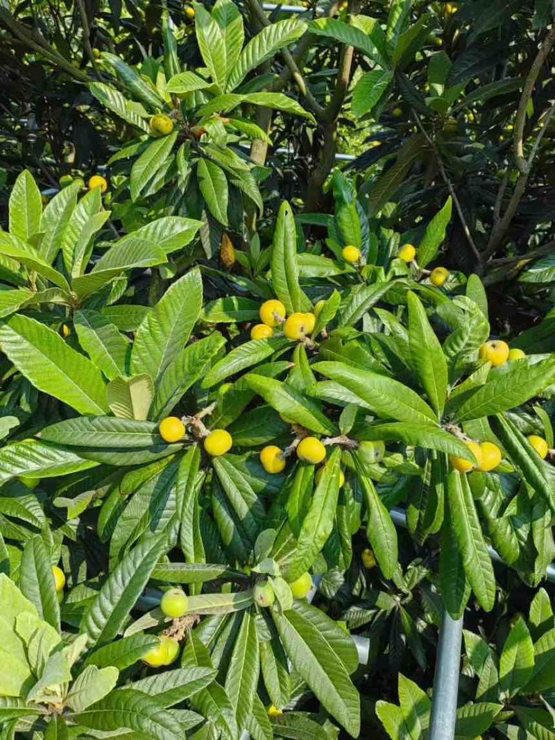 苏州东山白玉枇杷