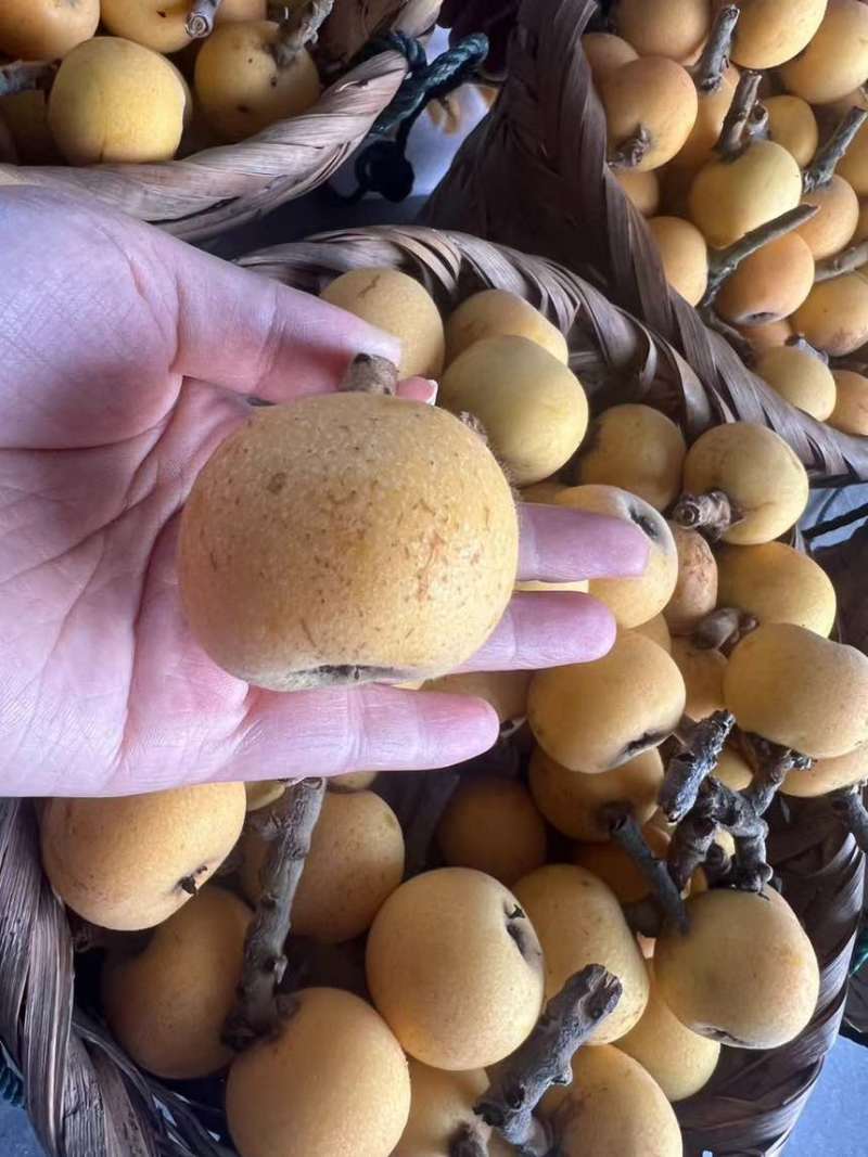 苏州东山白玉枇杷