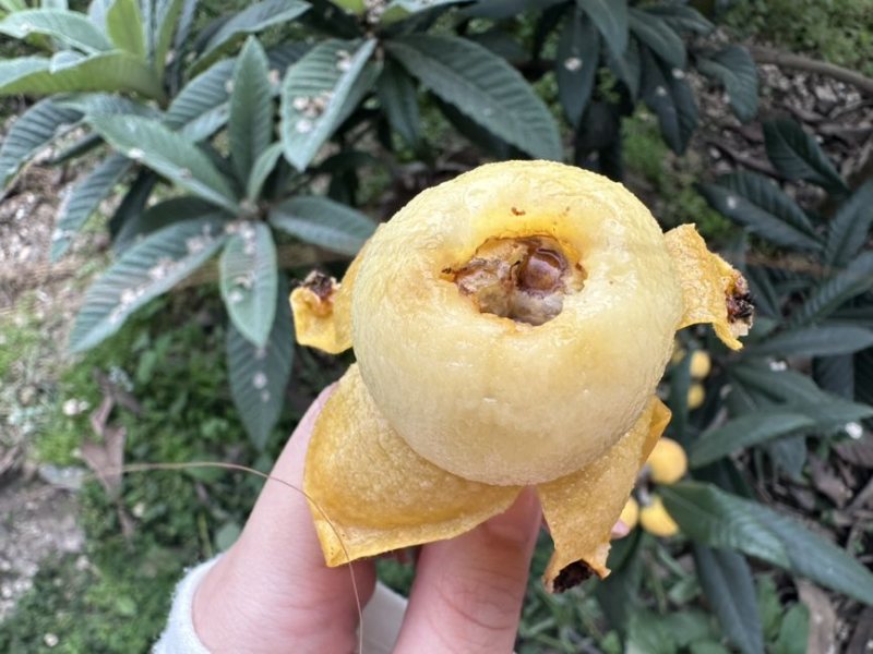 苏州东山白玉枇杷