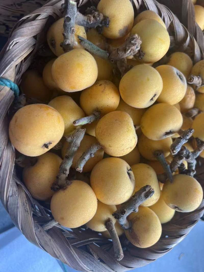 苏州东山白玉枇杷