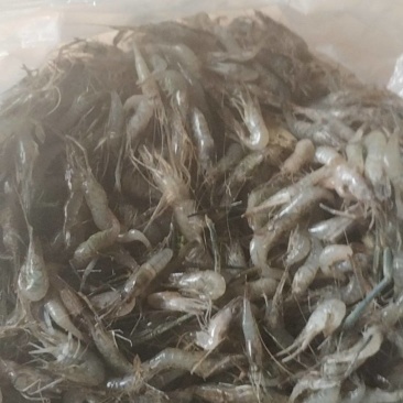 大量卖河虾