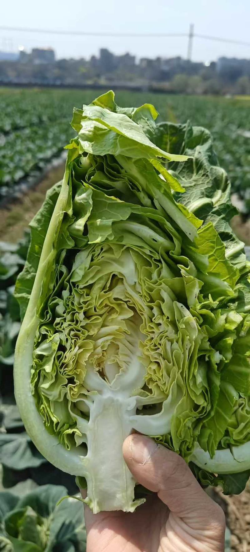 莲花白