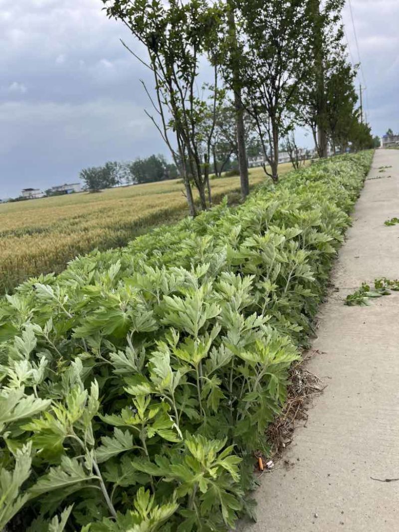 自家种的艾草20亩，0.08元／棵出售