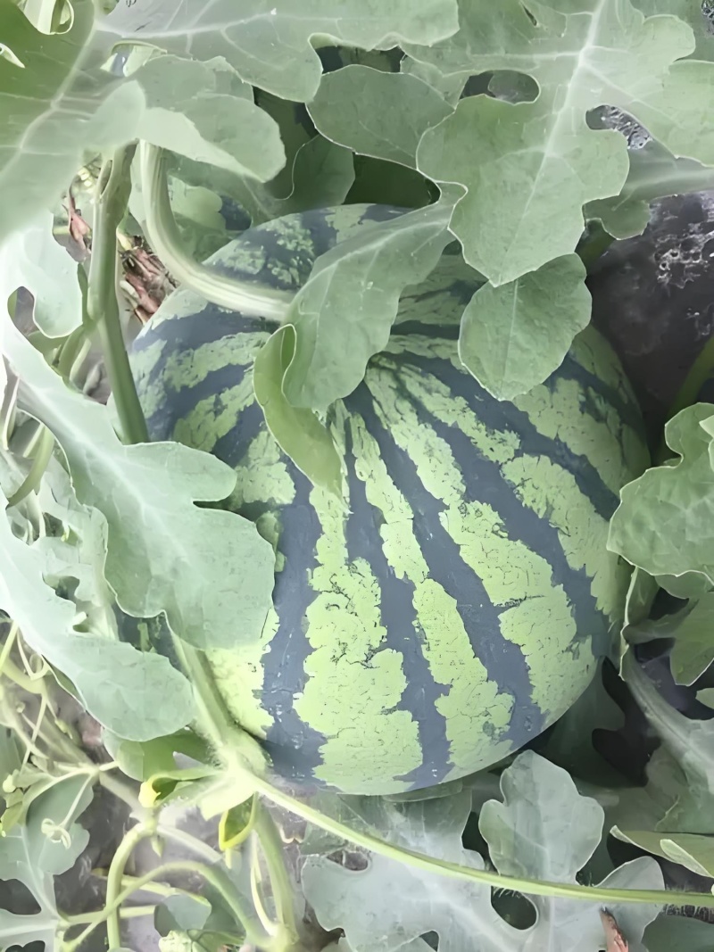 无籽美都，大量上市了，量大从优，可预订，可视频看货