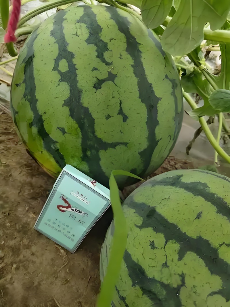 无籽美都，大量上市了，量大从优，可预订，可视频看货