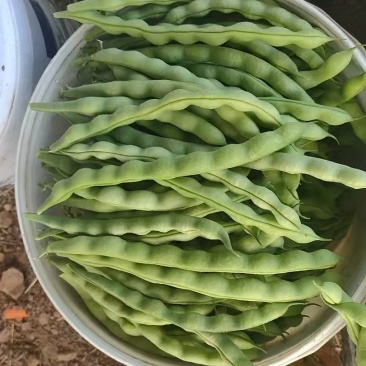 大清豆