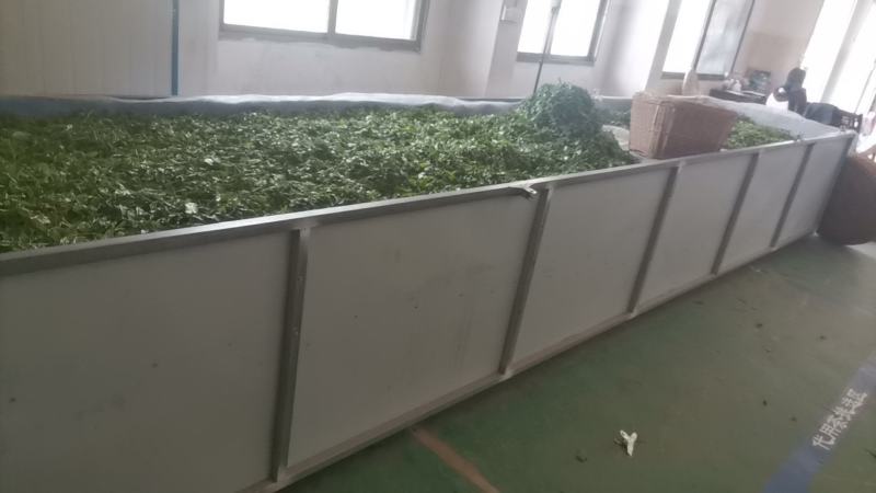 原生态高山绿茶