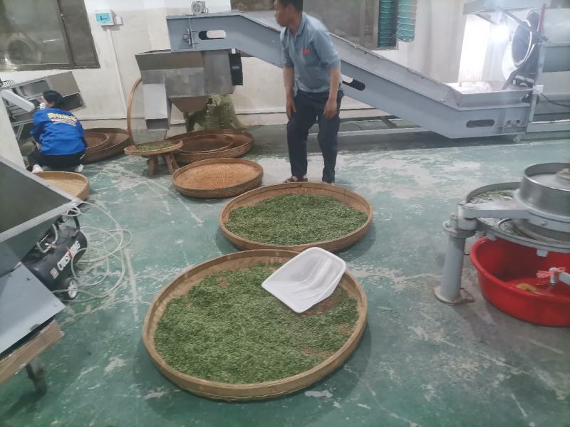 原生态高山绿茶