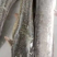 埃及鱼