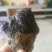 羊结石81克整体出售，非诚勿扰。