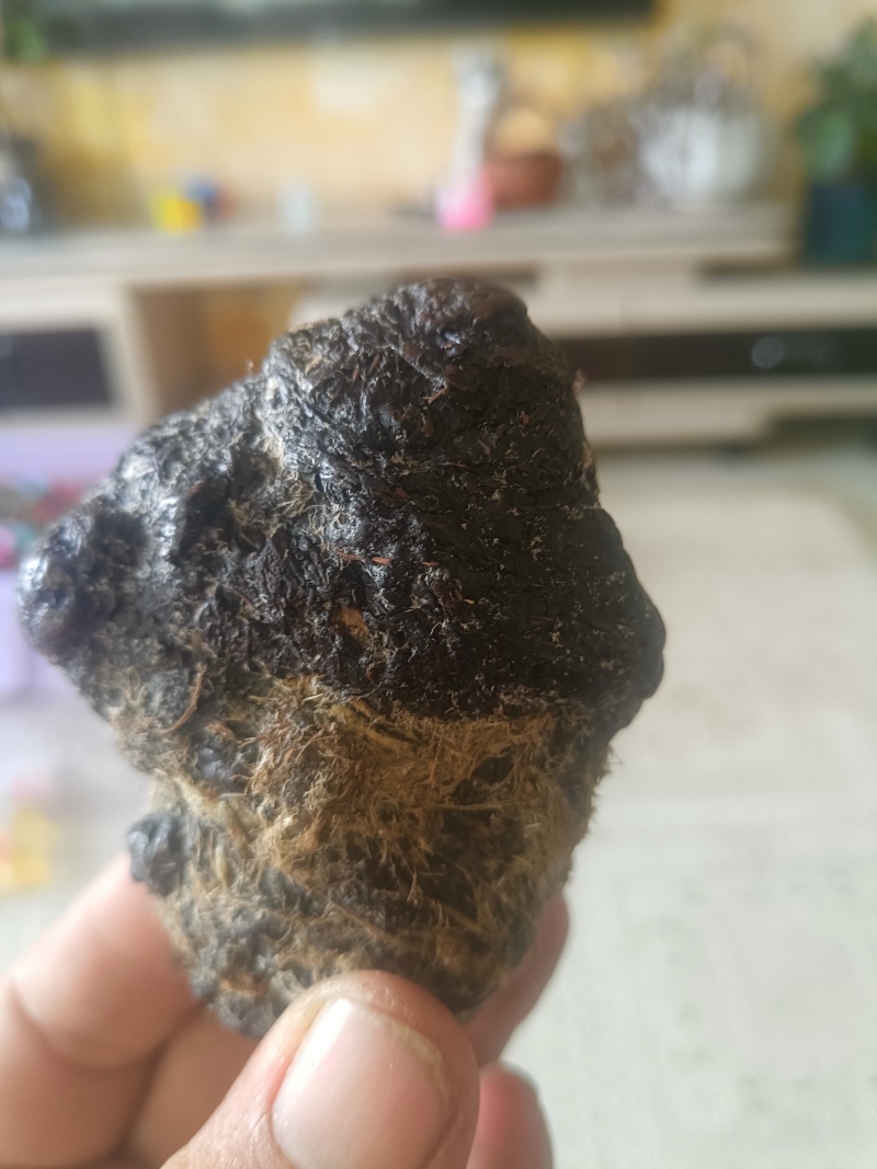 羊结石81克整体出售，非诚勿扰。