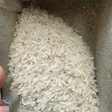 大量24年晚稻马坝油毡货在惠州博罗，小颗粒有油性