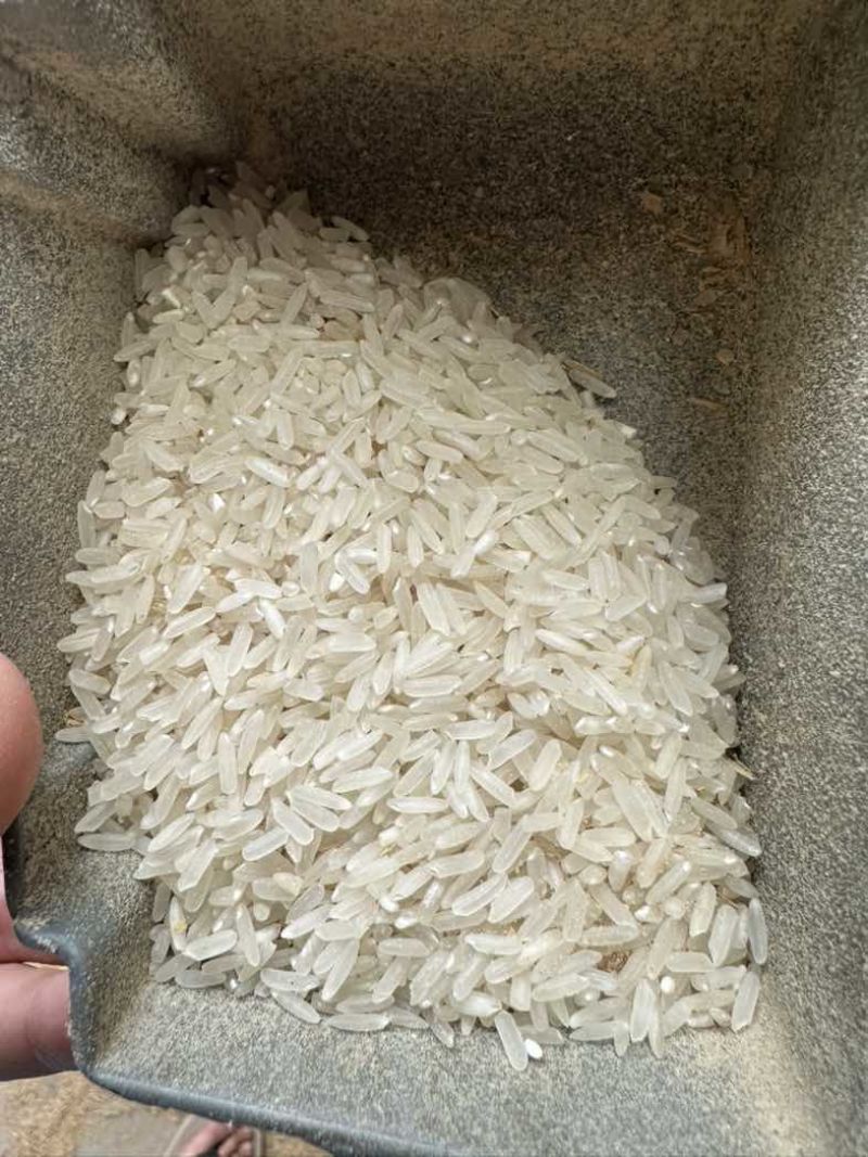 大量24年晚稻马坝油毡货在惠州博罗，小颗粒有油性
