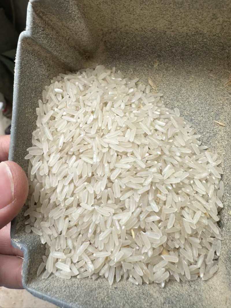 大量24年晚稻马坝油毡货在惠州博罗，小颗粒有油性