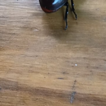 独角仙