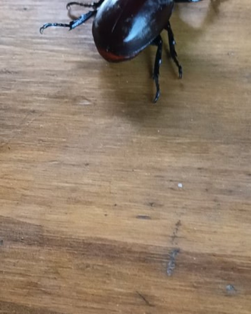 独角仙