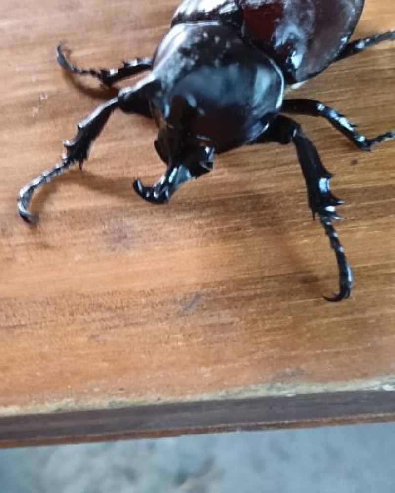 独角仙