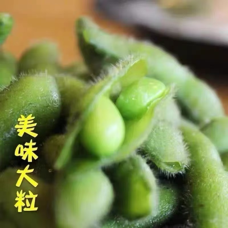 【推荐】安徽阜南翠绿宝毛豆籽粒饱满口感清甜大量上市