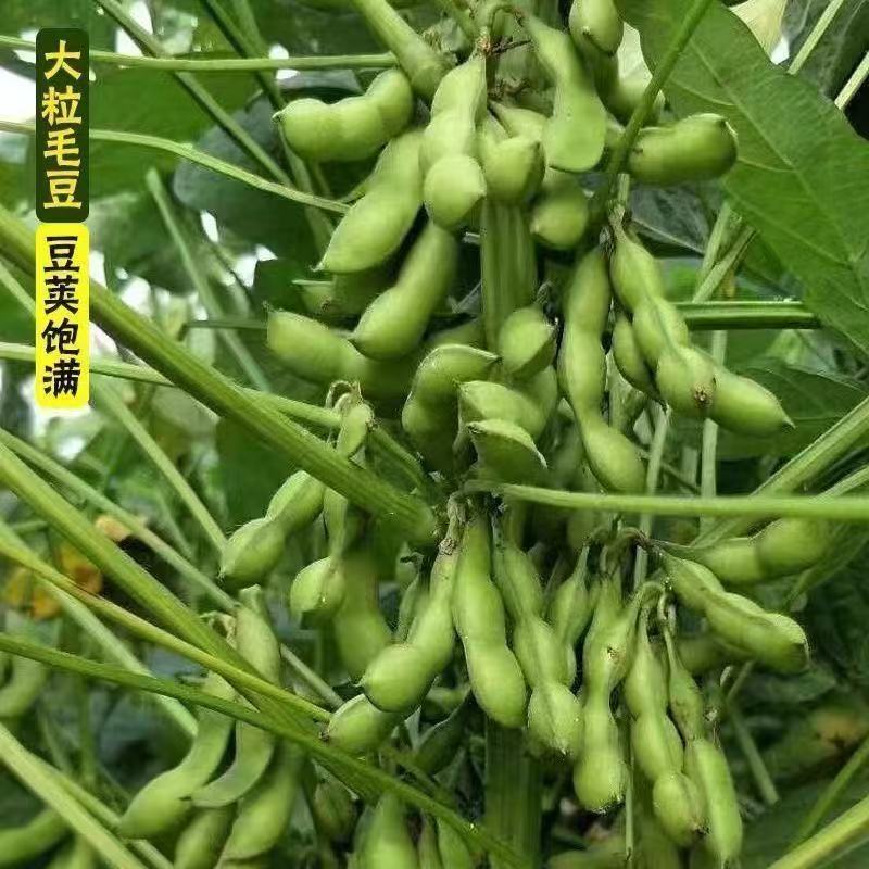 【推荐】安徽阜南翠绿宝毛豆籽粒饱满口感清甜大量上市