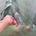 特级大黄果种植片