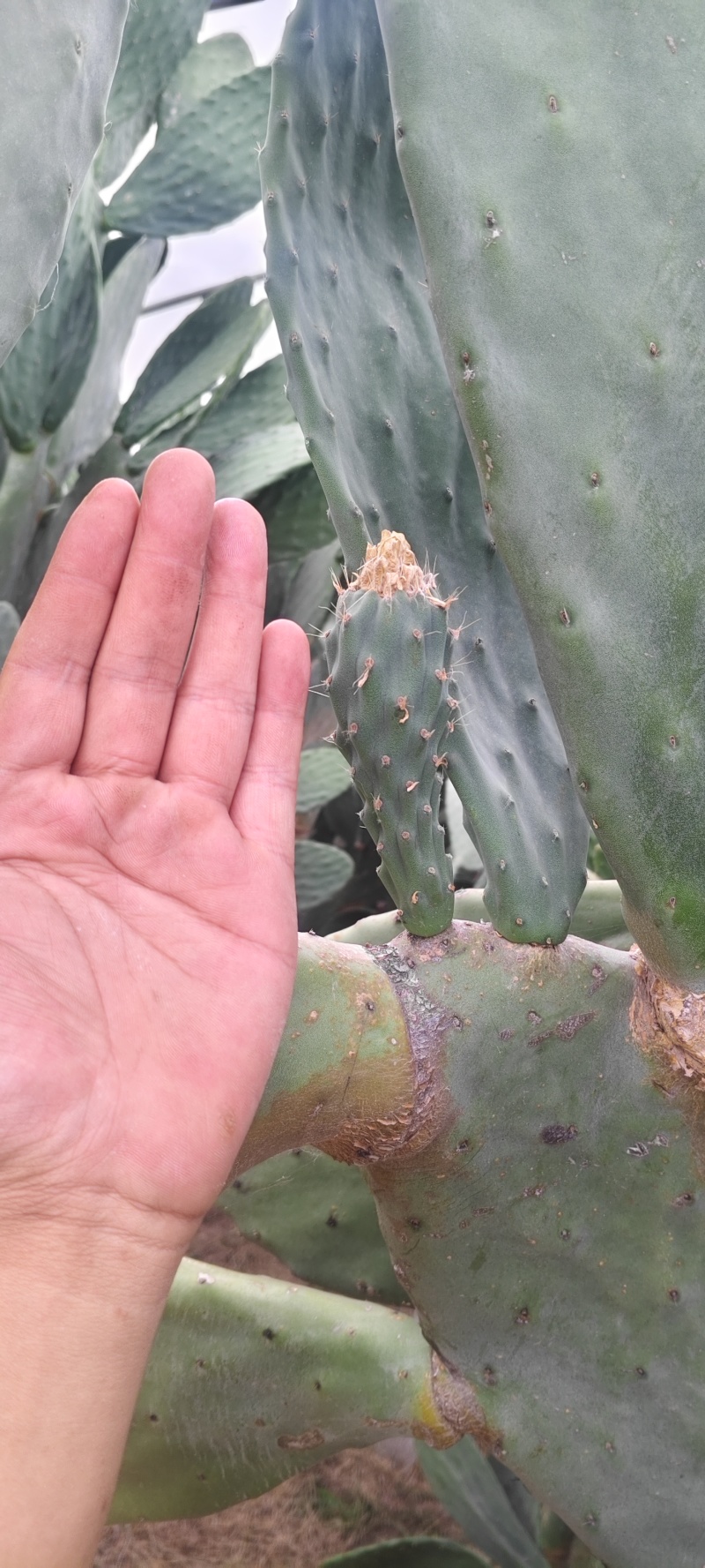 特级大黄果种植片