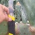 特级大黄果种植片