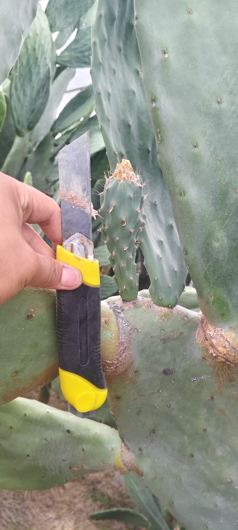 特级大黄果种植片