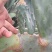 特级大黄果种植片